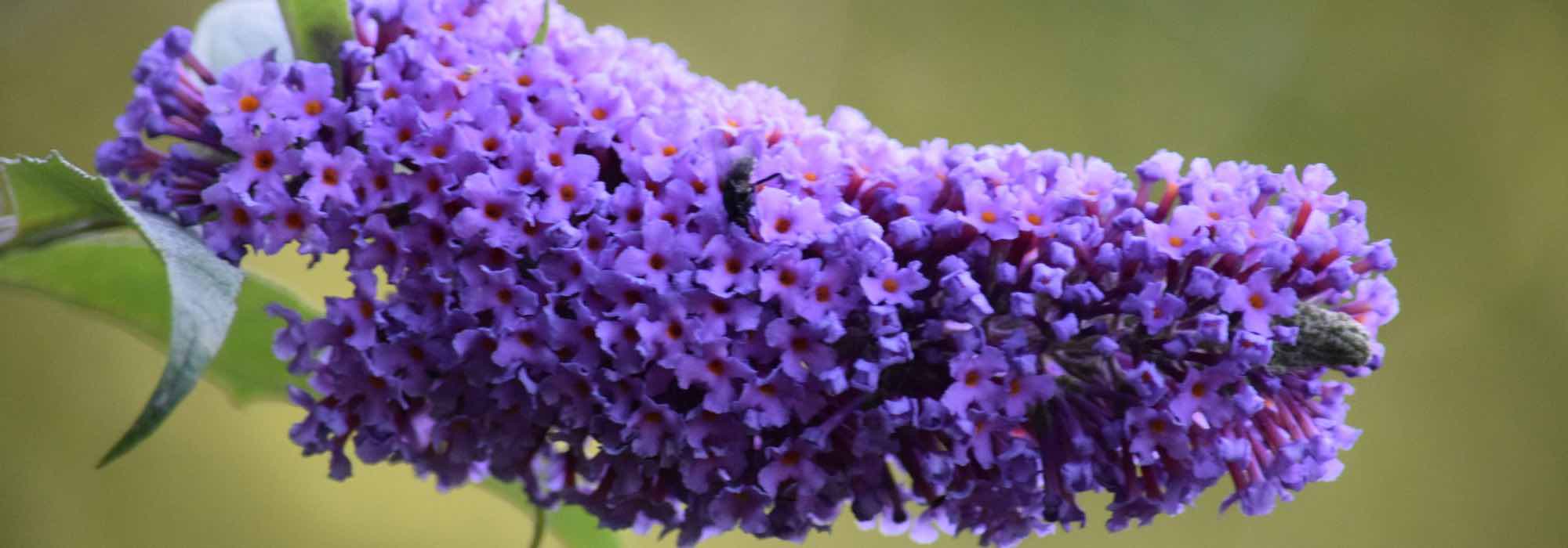 Die besten Sommerflieder in Violett, Lila und Purpur