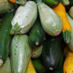 Warum tragen meine Zucchini keine Früchte?