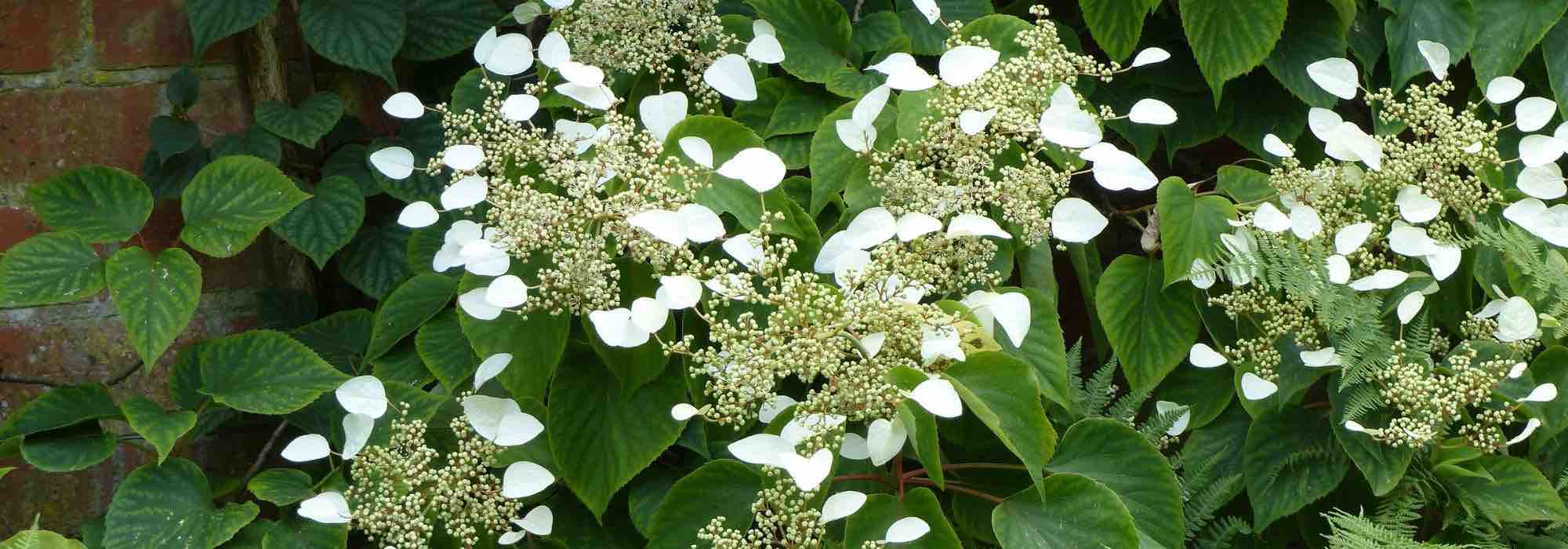 Sternhortensie: unsere Top 7