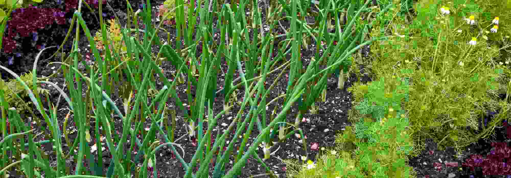 7 ertragreichste Gemüse für den Garten
