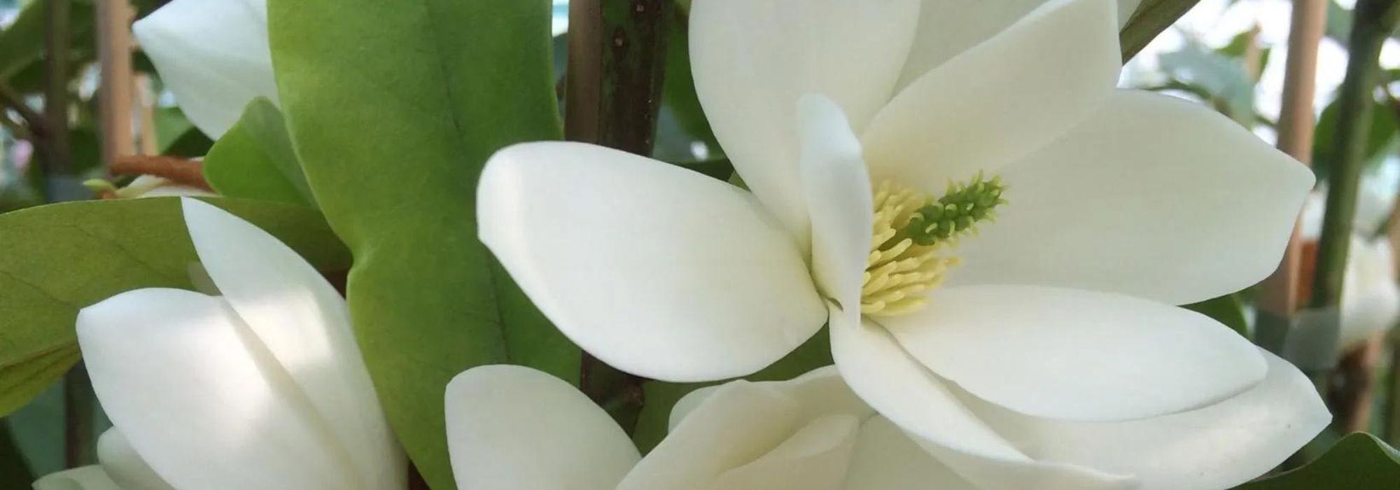 Immergrünes Laub, duftende Blüten: Magnolie
