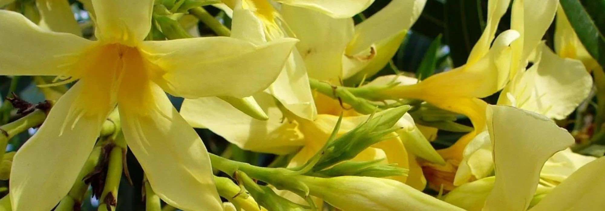 5 Oleander mit gelben Blüten für einen hellen Garten