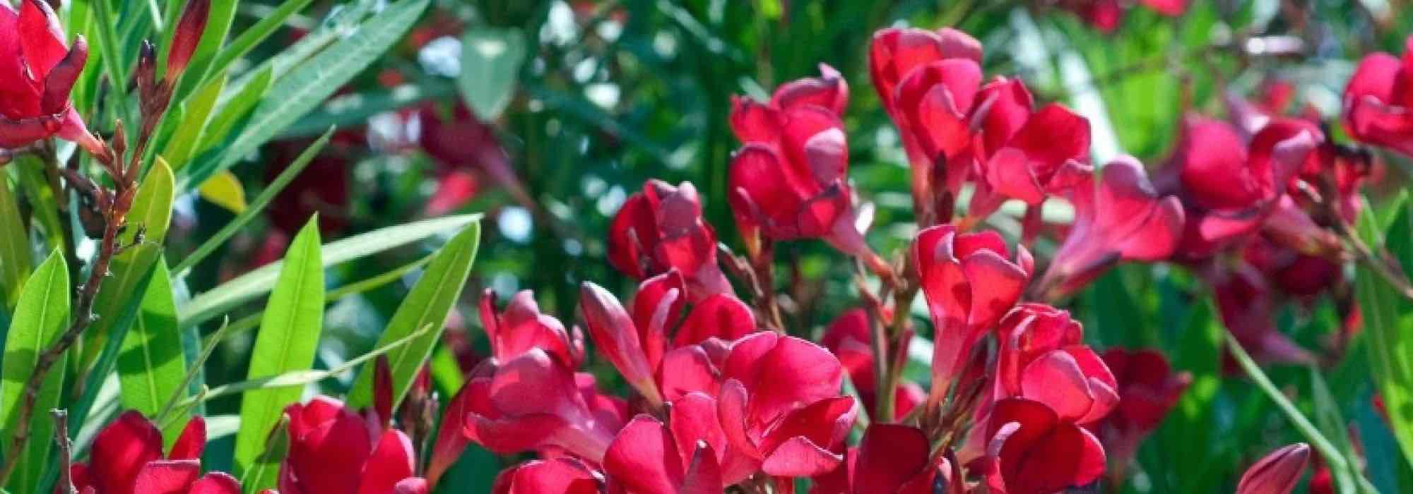 Oleander mit roten Blüten: Schönste Sorten