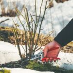 Wildtriebe bei Rosen: Warum und wie entfernen?