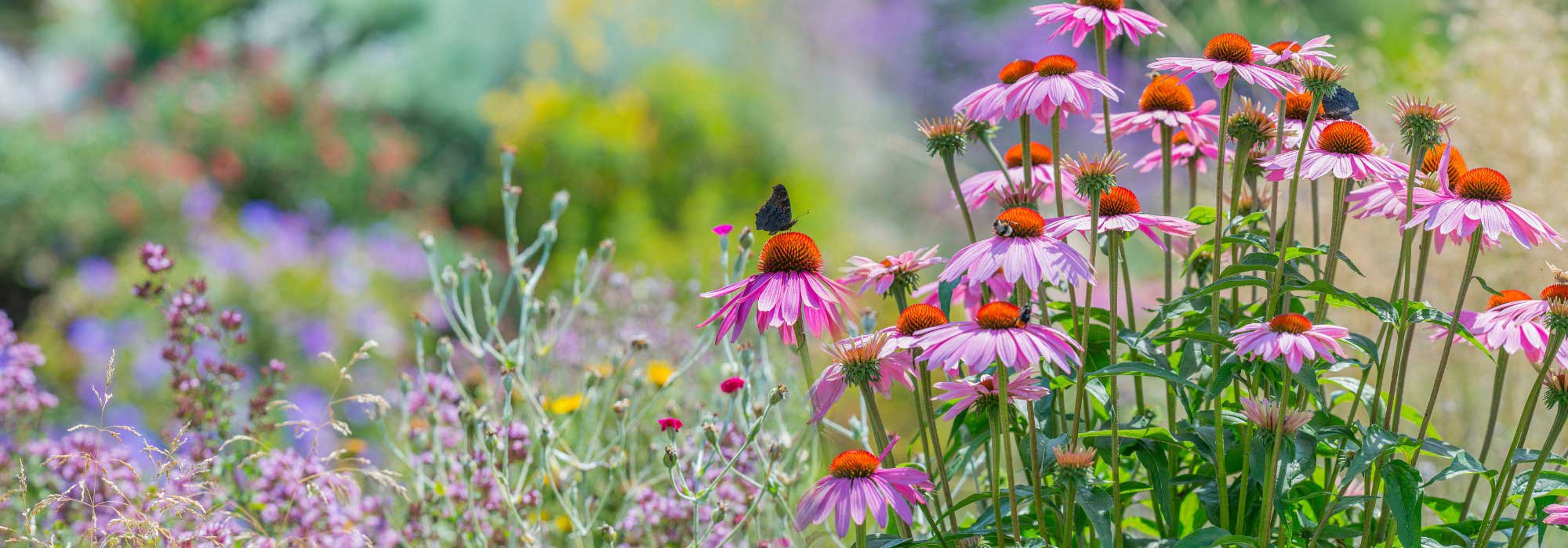 Sommergarten gestalten: unsere Tipps