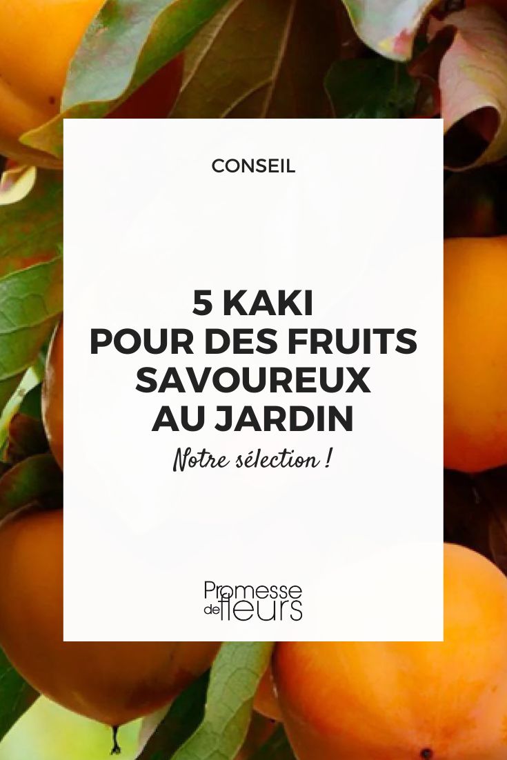 Früchte des Kakibaums