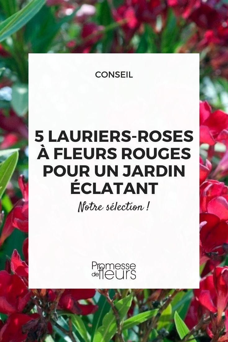Oleander - Nerium oleander 'Rouge Simple'  

(Anmerkung: Im Deutschen wird "Laurier rose" normalerweise als "Oleander" übersetzt. Der Sortenname 'Rouge Simple' kann als französischer Eigenname beibehalten werden, da Pflanzensorten oft ihren ursprünglichen Namen behalten. Alternativ könnte man auch "Einfach Rot" übersetzen, aber da es sich um einen Sortennamen handelt, ist die Beibehaltung des französischen Namens üblicher.)