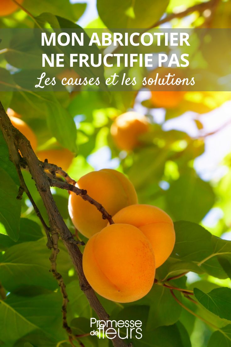 Keine Früchte an meinem Aprikosenbaum