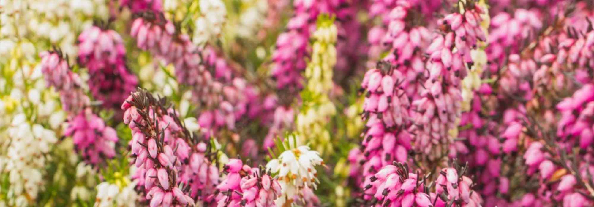 5 bodenbedeckende Sträucher mit Sommerblüte