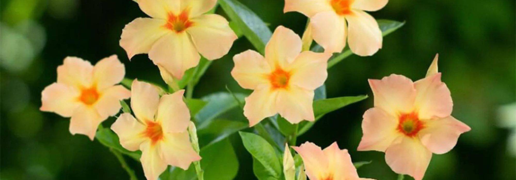 Falscher Jasmin: bewährte Sorten für Sommerblüte