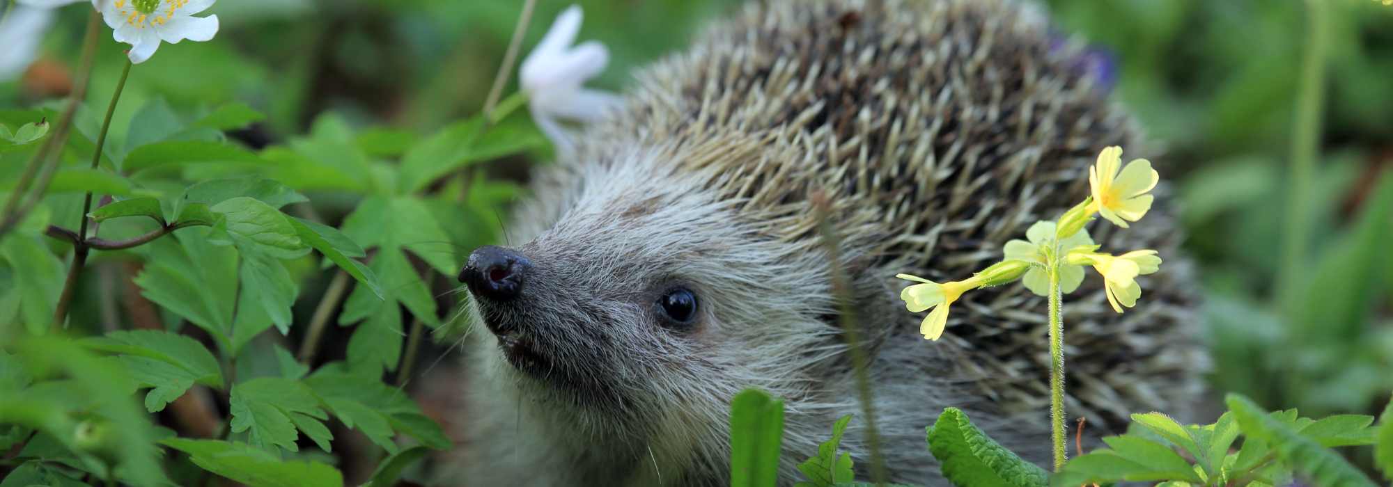Igel im Garten: Helfer für die Biodiversität