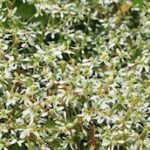 Selbstreinigende Blumen: pflegeleichter Garten