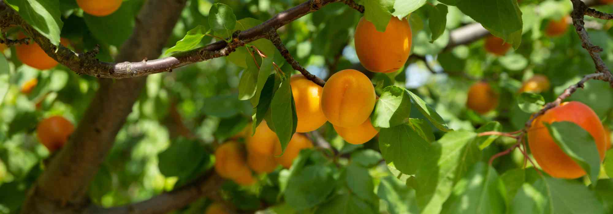 Aprikosenbaum ohne Früchte: Ursachen & Lösungen