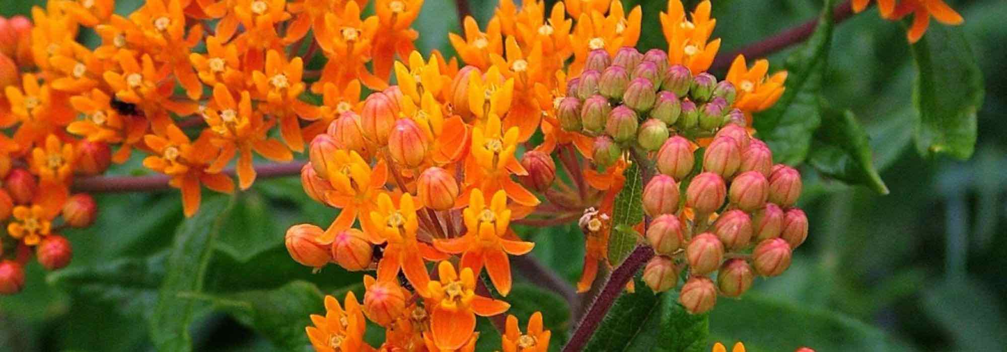 7 exotische Stauden für einen üppigen Garten