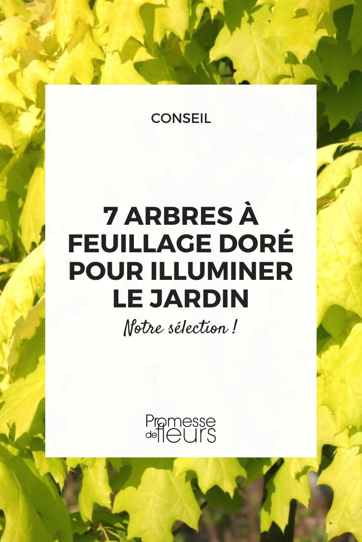 Goldene Roteiche