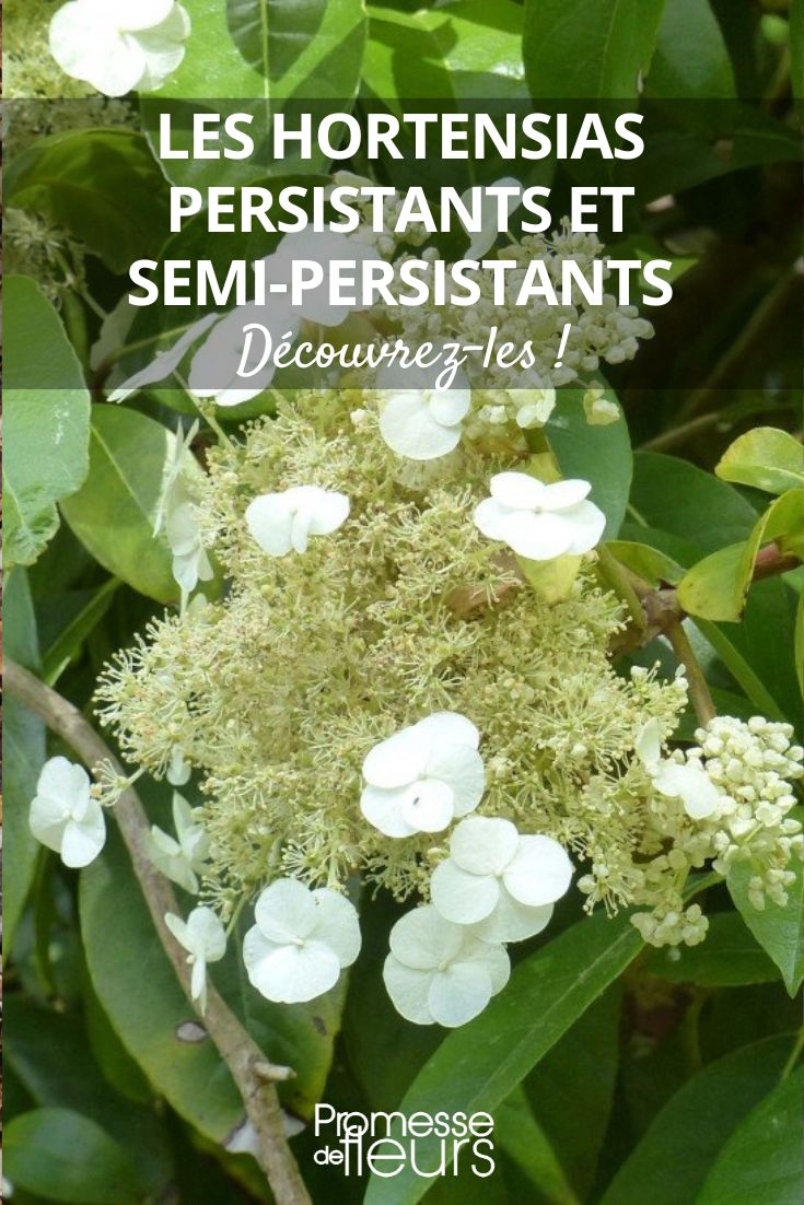 Hydrangea seemanii