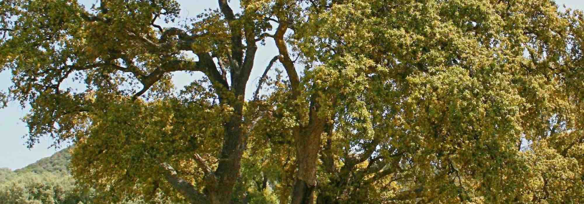 7 Bäume für sauren Boden