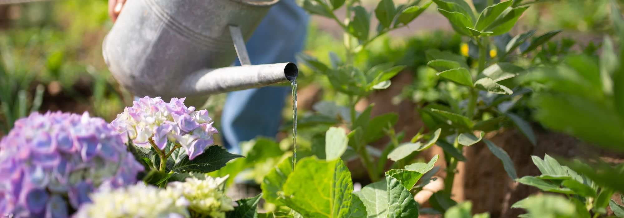 Gartenpflanzen über die Blätter gießen?