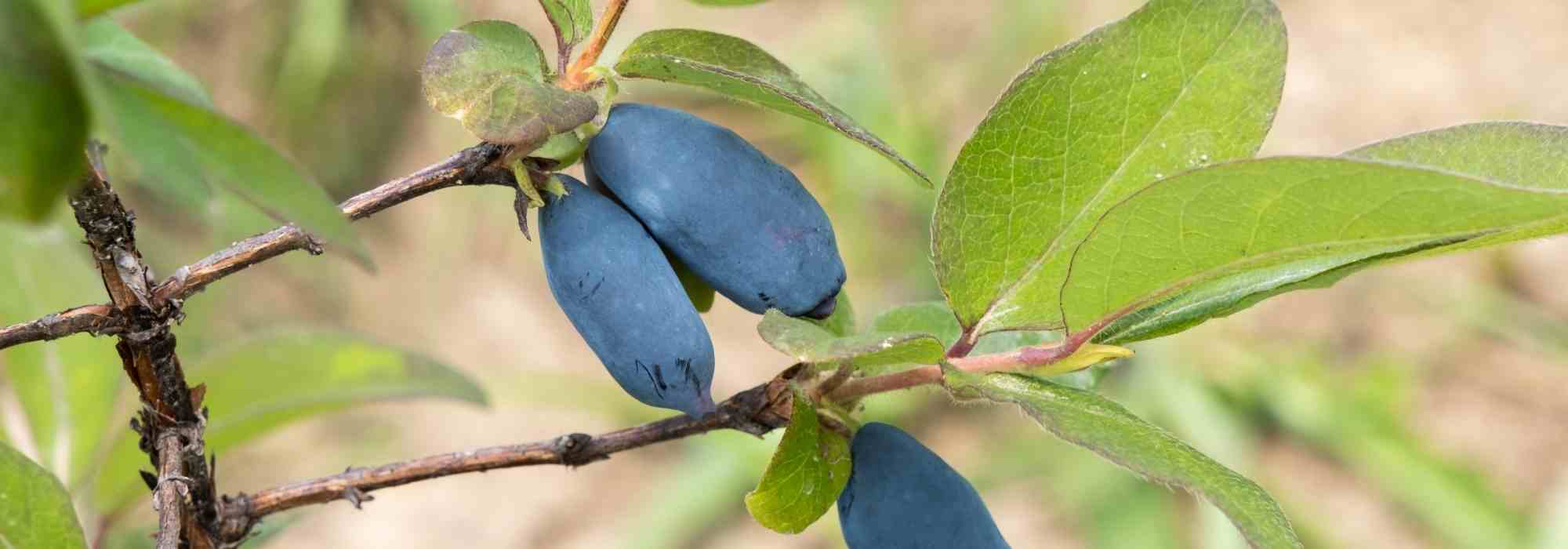 Heckenkirsche: richtige Sorte für Ihren Garten?