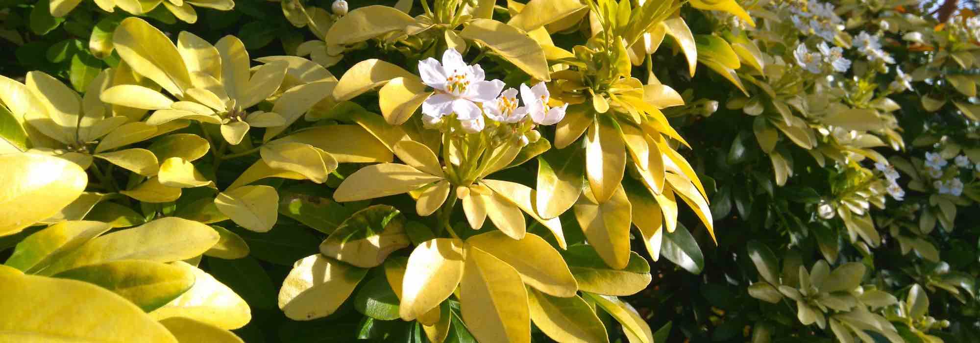Orangenblume: bester Standort?