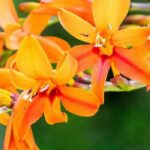Hohe Montbretien: Auswahl für einen majestätischen Garten