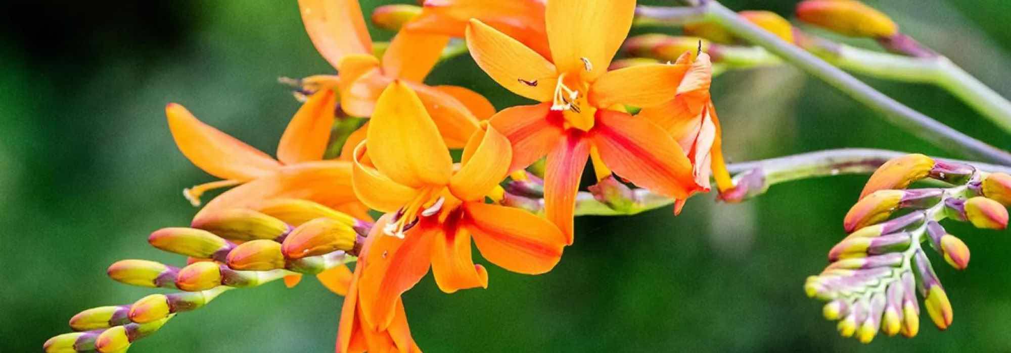 Hohe Montbretien: Auswahl für einen majestätischen Garten