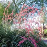 Hesperaloe oder Rote Yucca vermehren?