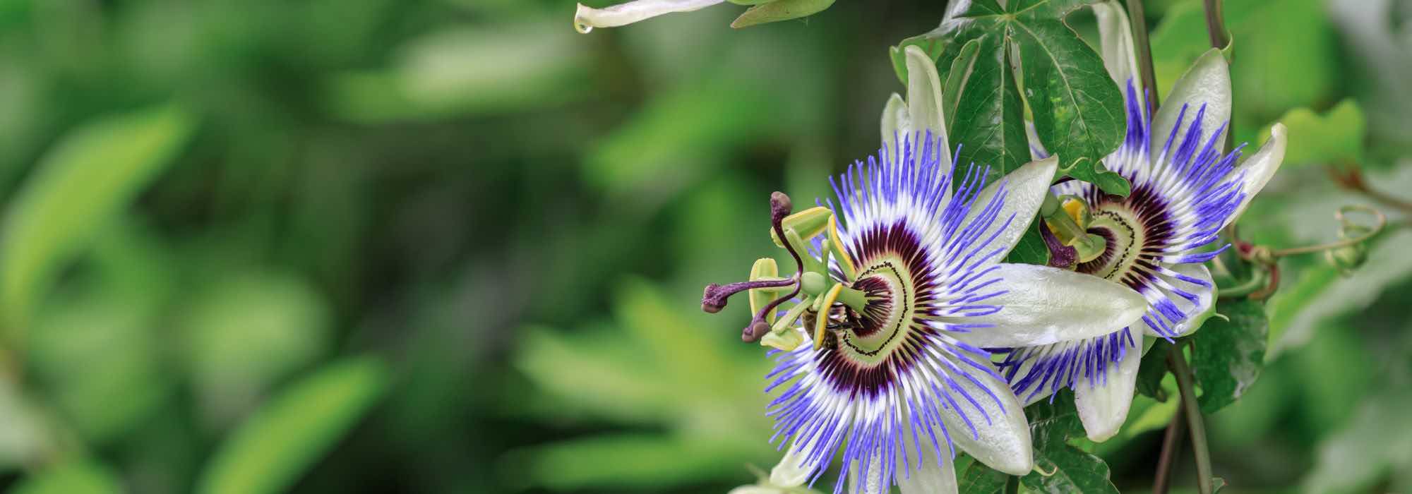 Bester Standort für die Passionsblume?