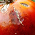 Hässliche Tomaten: Ursachen und natürliche Lösungen