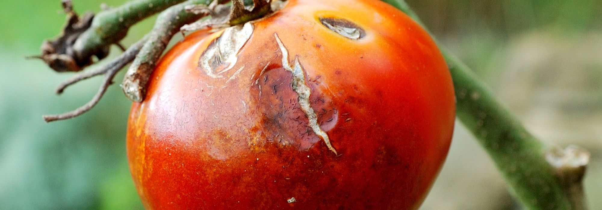 Hässliche Tomaten: Ursachen und natürliche Lösungen