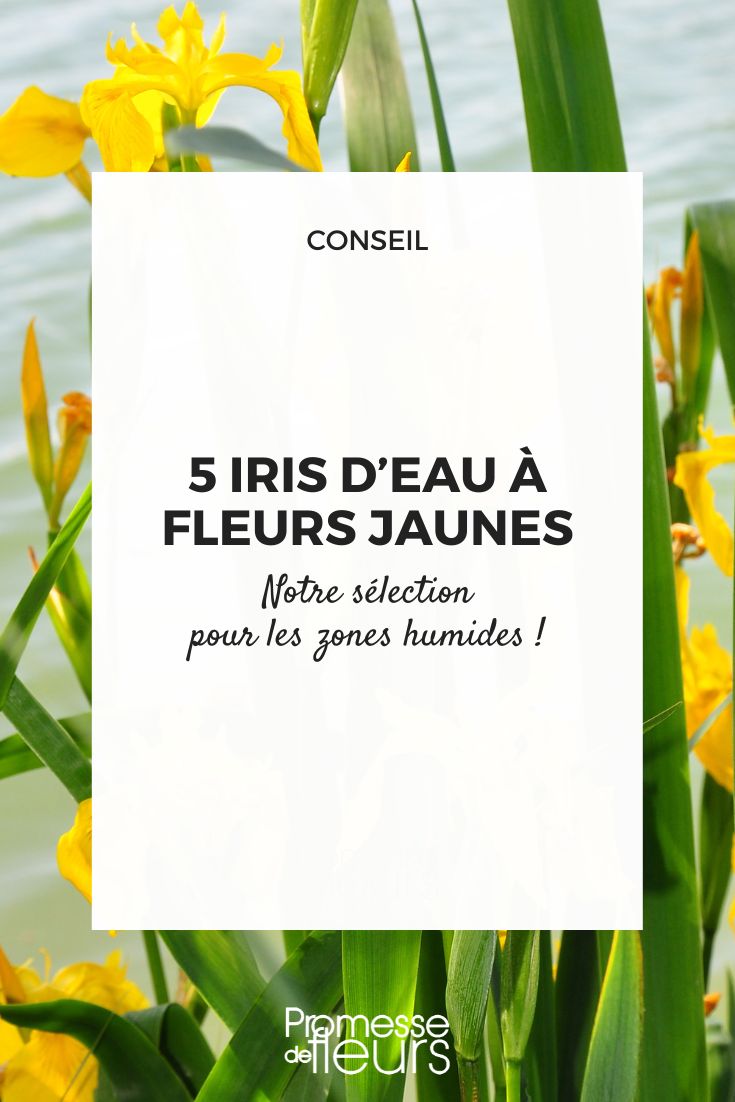 Iris pseudacorus (Wasser-Schwertlilie)