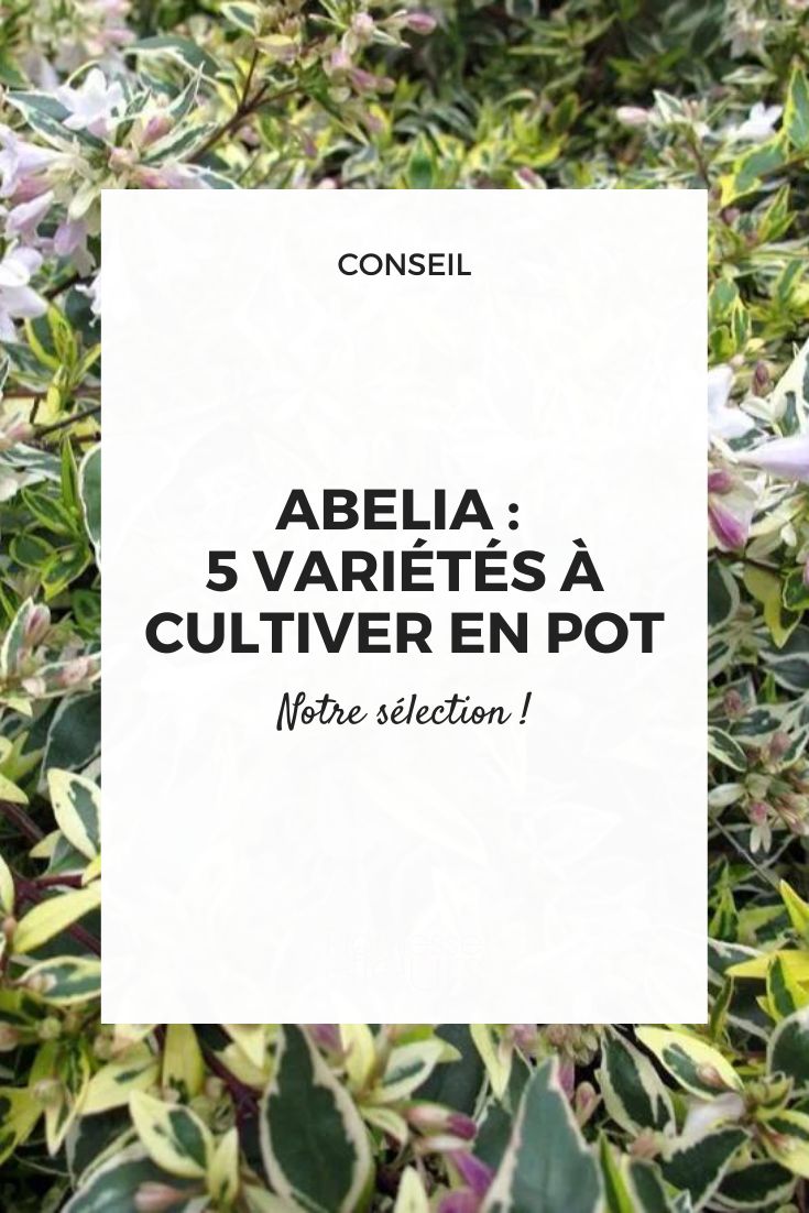 Abelia im Topf