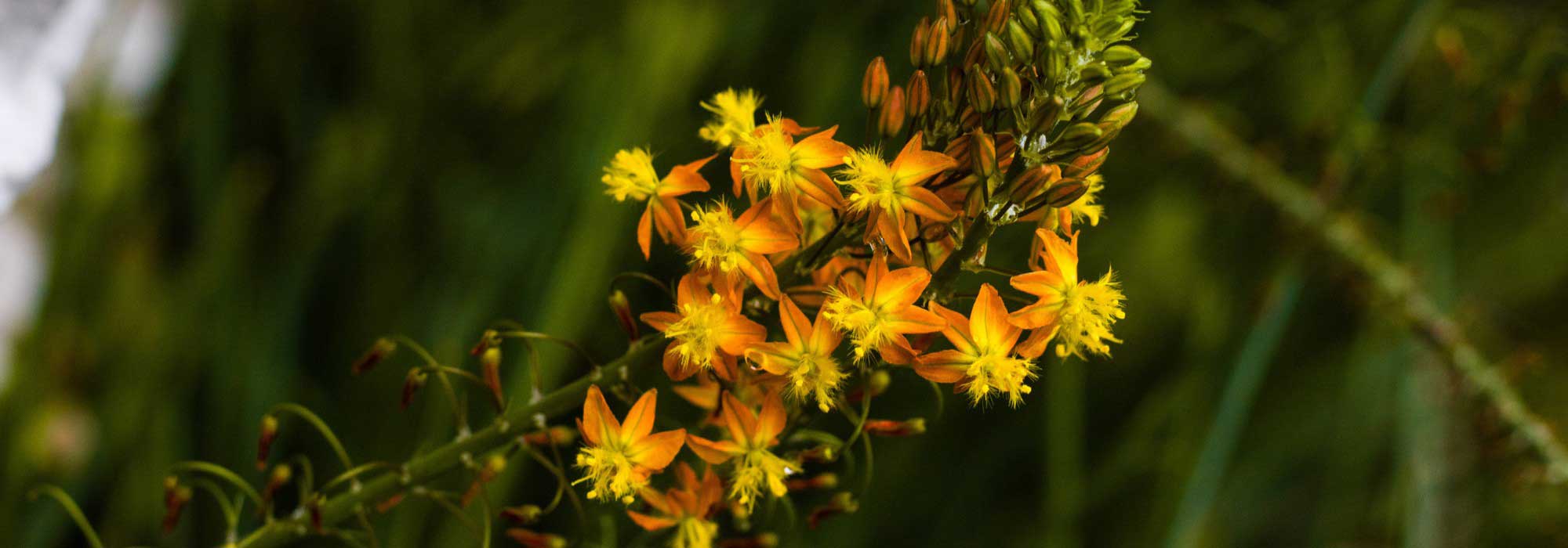 5 Ideen: Bulbine kombinieren