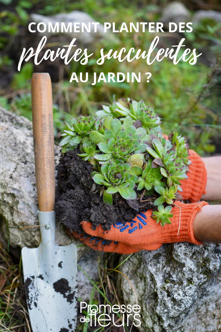 Sukkulenten im Garten