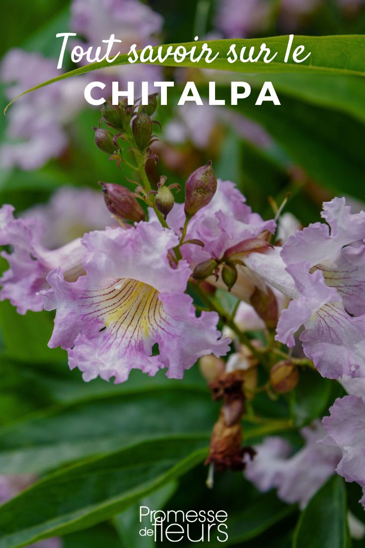 Chitalpa