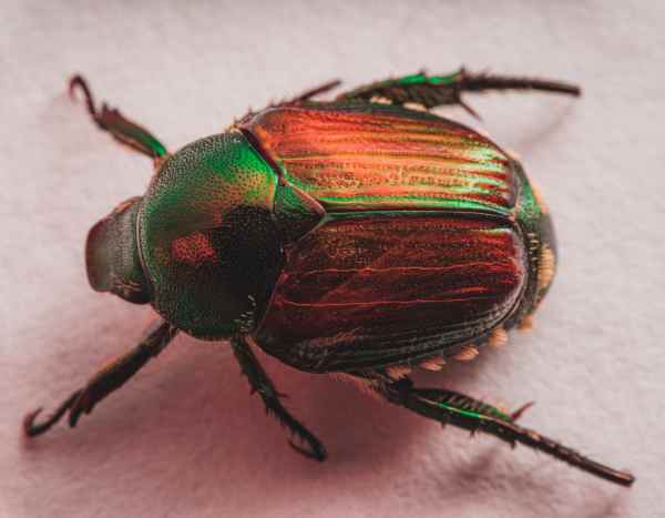 Japanischer Käfer – Popillia japonica: eine neue invasive Bedrohung?