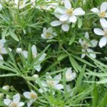 7 Orangenblumen für den Topf