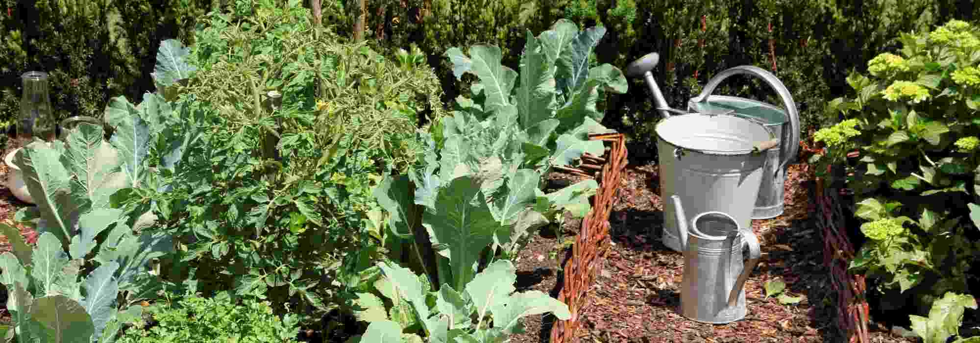 Gemüsegarten im Osten: Welches Gemüse anbauen?