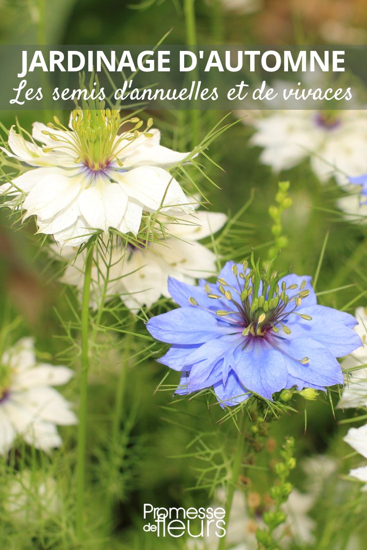 Hier ist die Übersetzung des Begriffs "nigelle" ins Deutsche:

"Schwarzkümmel