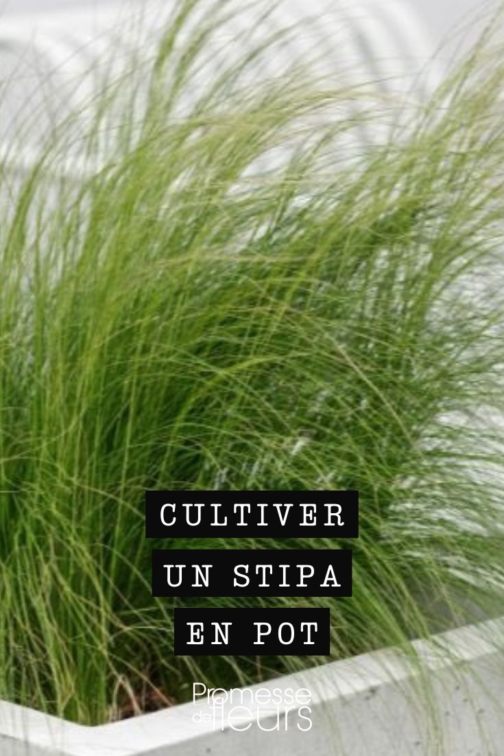 Tipps für erfolgreiche Stipa im Topf