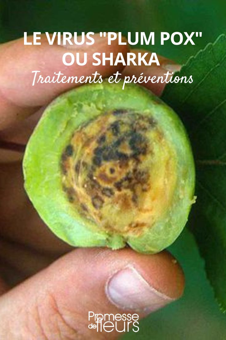 Das Virus der Steinobstbäume: Scharka-Krankheit (Plum Pox)