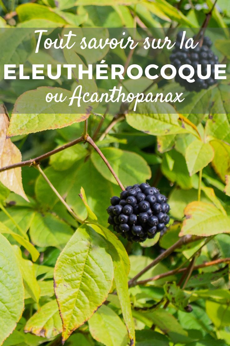 Acanthopanax (deutsch: "Acanthopanax" oder "Stachelpanax")  

*Hinweis: Der botanische Name "Acanthopanax" wird im Deutschen meist unverändert übernommen, da es sich um eine wissenschaftliche Bezeichnung handelt. Gegebenenfalls kann zur besseren Verständlichkeit die deutsche Bezeichnung "Stachelpanax" ergänzt werden, falls diese im Zieltext erwünscht ist.*  

*Falls es sich um einen WordPress-Beitrag handelt, bitte den vollständigen Text zur präzisen Übersetzung bereitstellen, damit Kontext und Formatierung (z. B. kursiv für botanische Namen) berücksichtigt werden können.*
