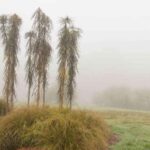 Scheinginseng: Kälteschutz und Überwinterung?