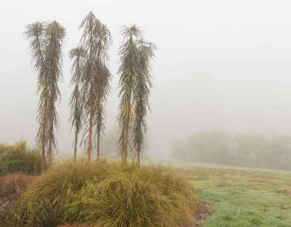 Scheinginseng: Kälteschutz und Überwinterung?