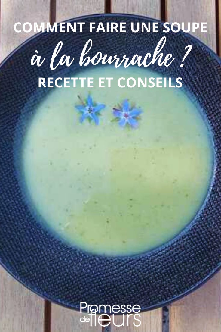 Wie macht man eine Borretschsuppe