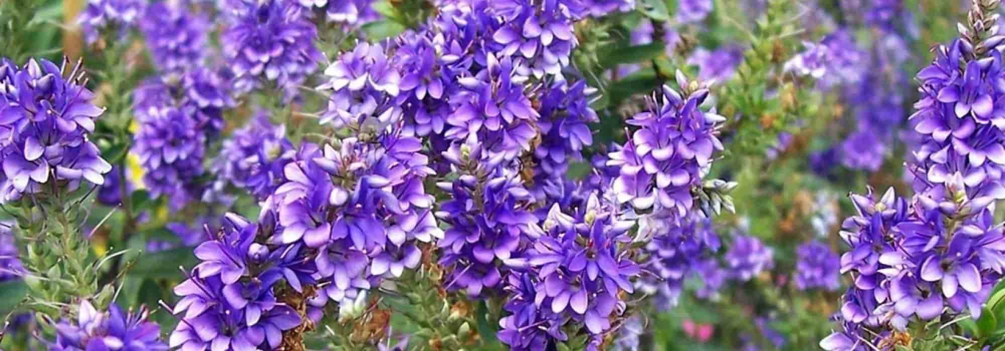 Bodenbedeckende Sträucher mit Herbstblüte: Favoriten