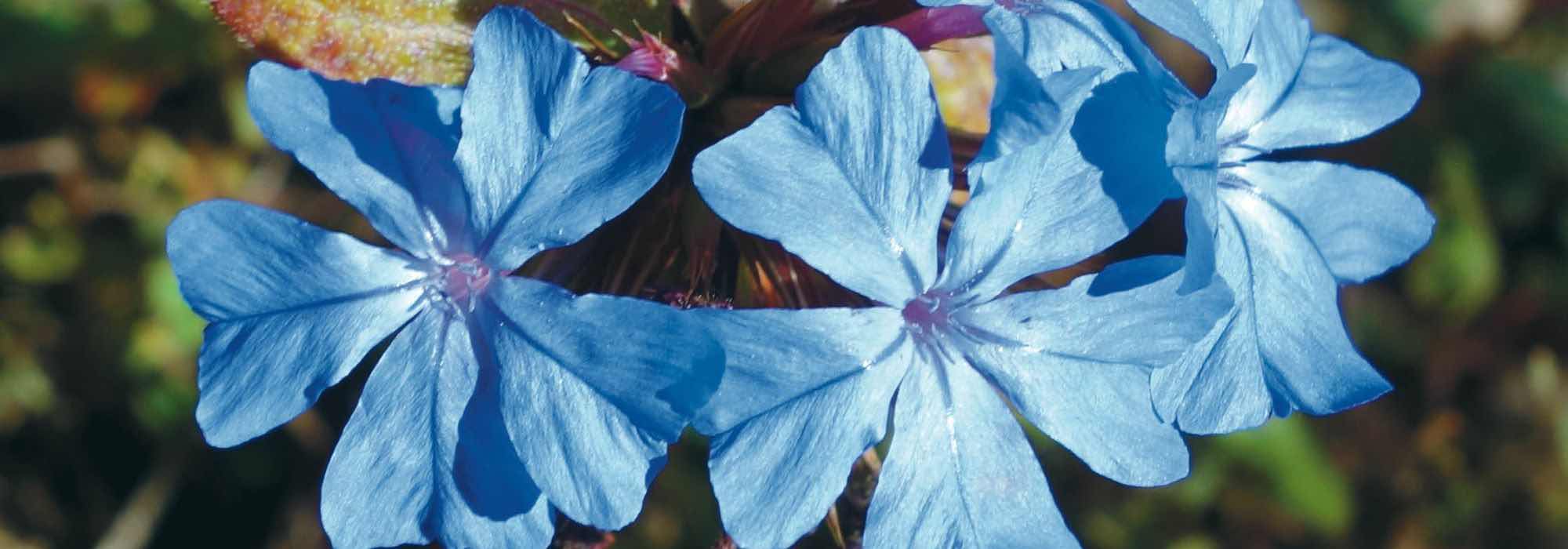 Die richtige Hornnarbe für Ihren Garten