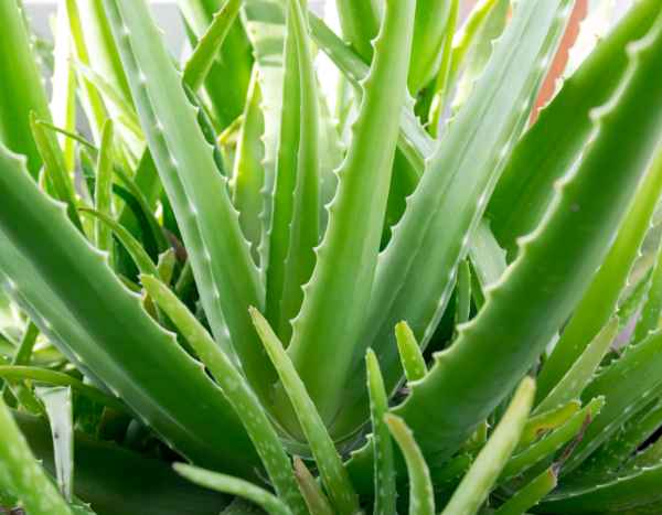Echte Aloe vermehren?