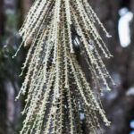 Pseudopanax vermehren?