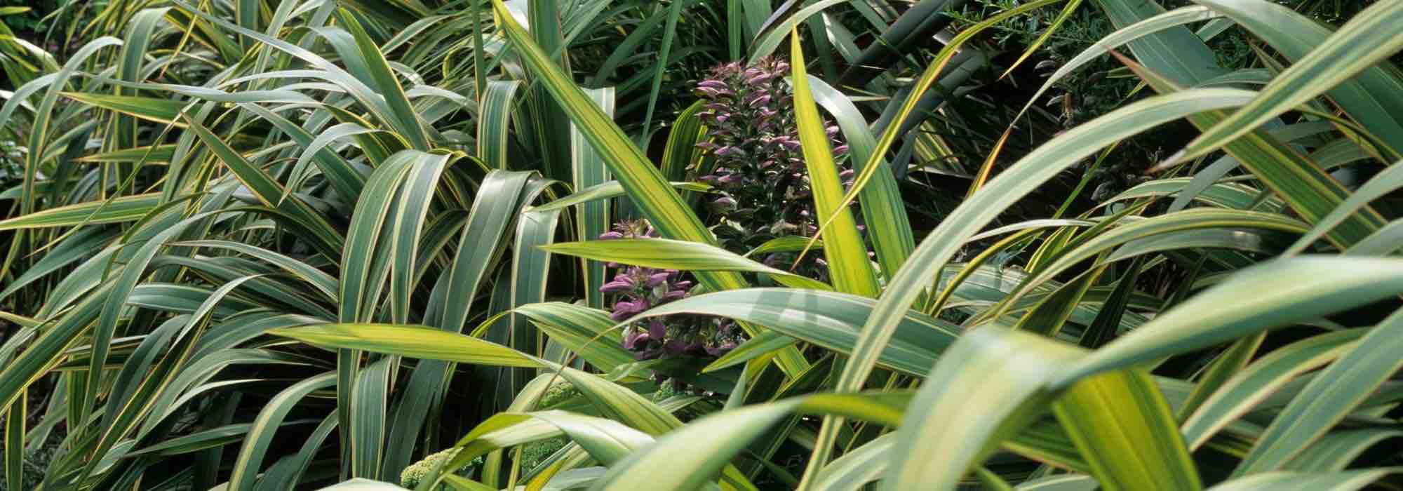 Neuseelandflachs: vor Kälte schützen und überwintern?